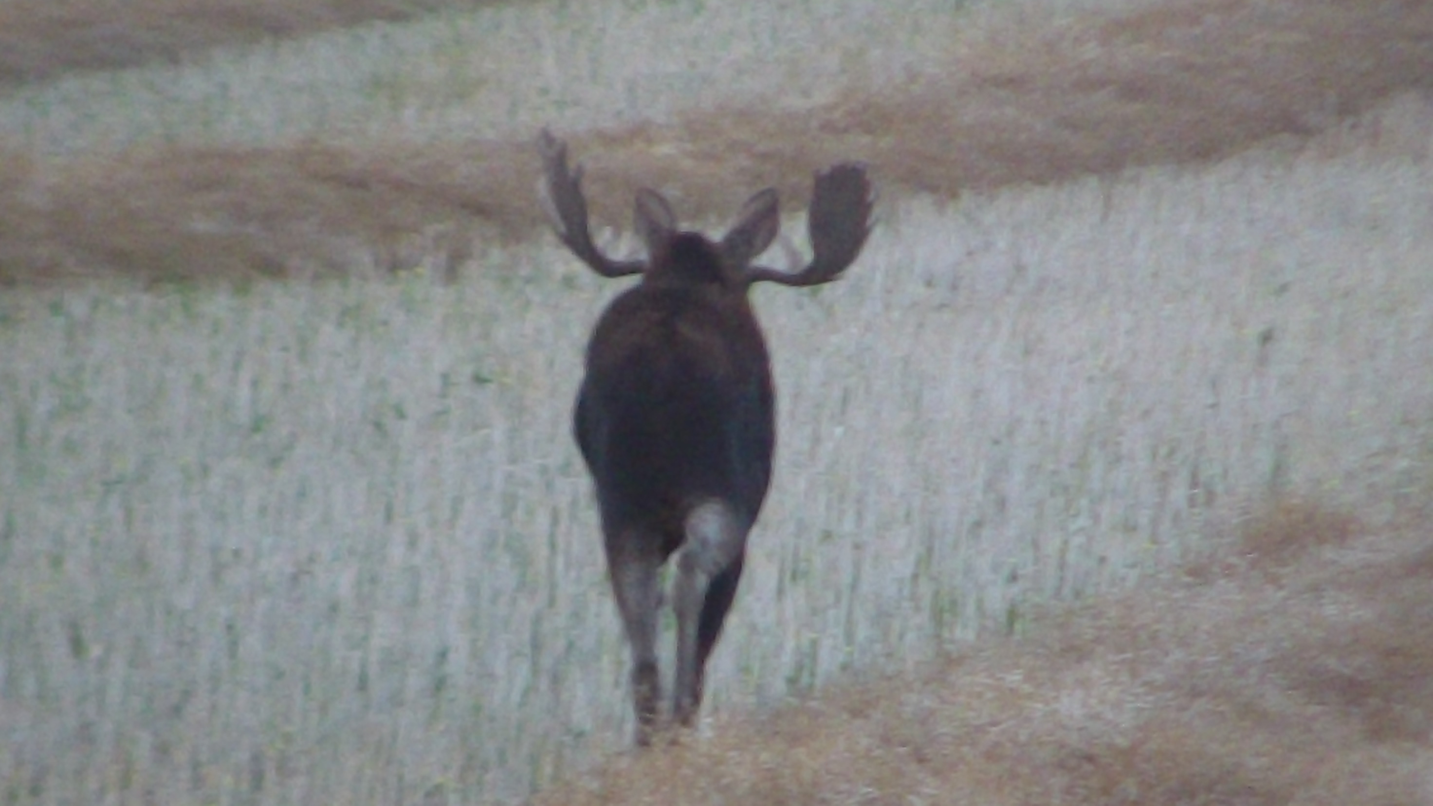 SK Moose Hunting